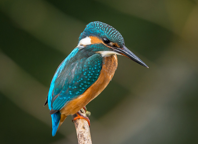Birdor